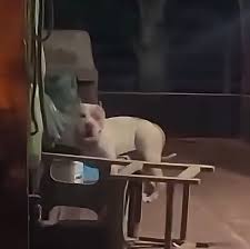 Mulher-e-morta-apos-ser-atacada-pelo-proprio-pitbull-em-casa-no-MA.jpg