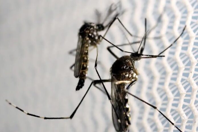 aedes-dengue-mosquito.jpeg