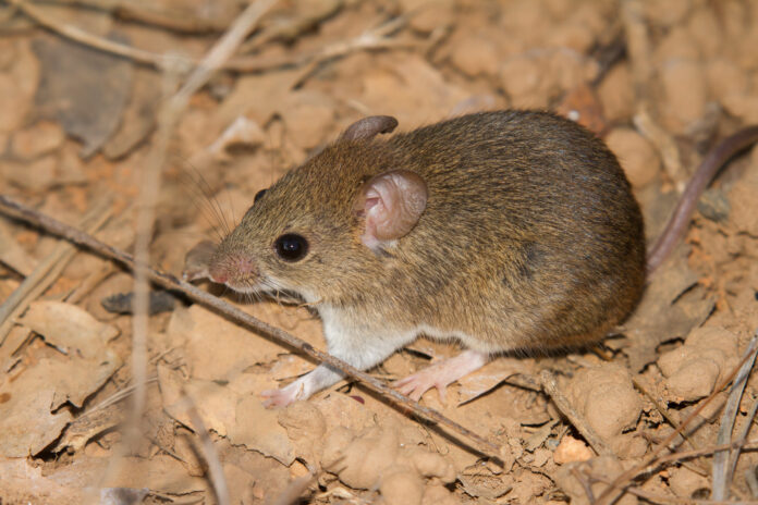 Hantavirus-roedores.jpg