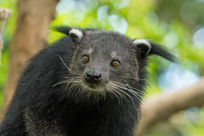 binturong-scaled.jpg