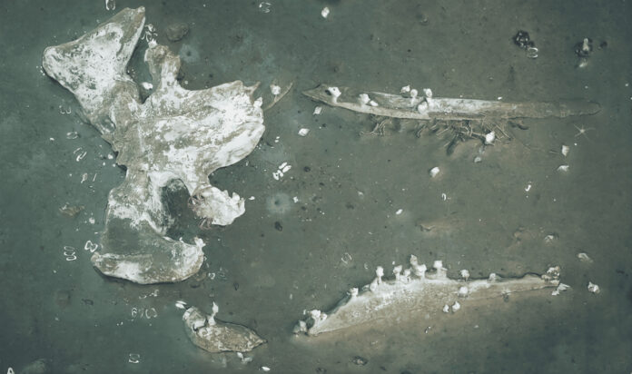 esqueleto-de-baleia-2-scaled.jpg